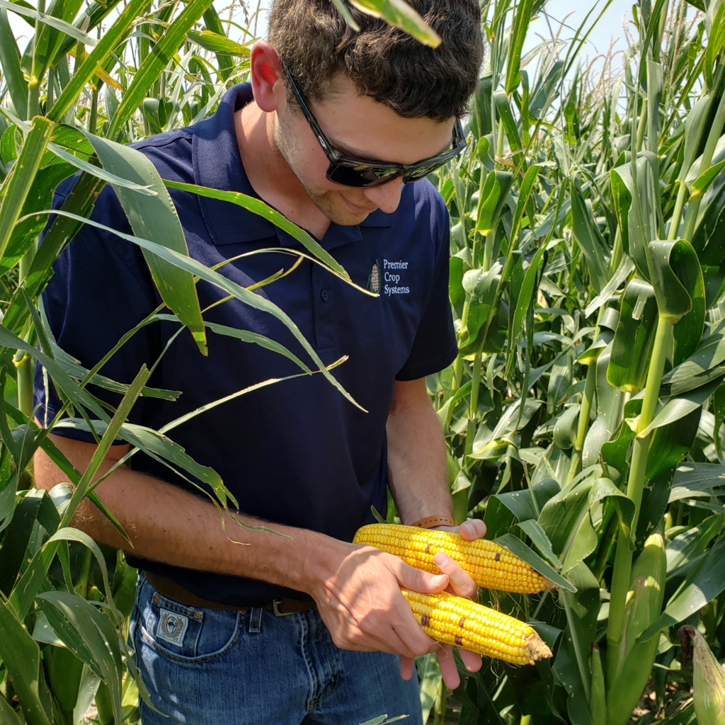Lance examining the crop